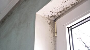Mold testing by Quick 2 Dry LLC