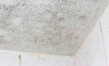 Mold Remediation by Quick 2 Dry LLC