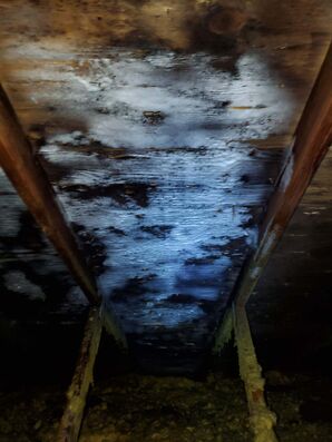 Mold Remediation in Grove City, OH (1)